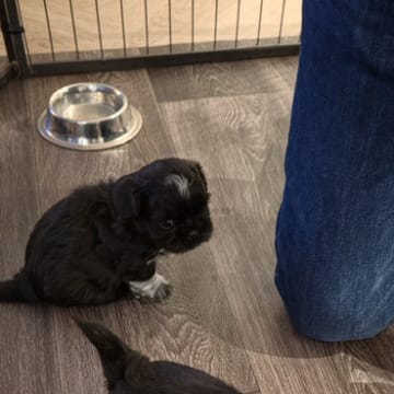 House of Shih-Tzu