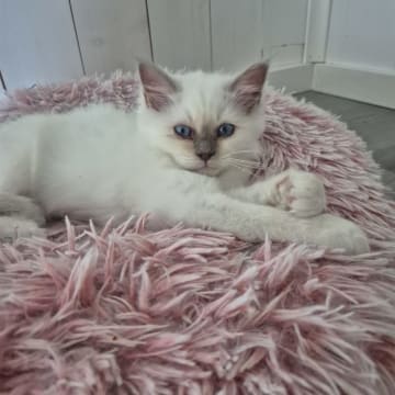 Seawiew cat's