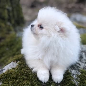 Fluffers
