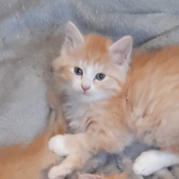 SnowKitten