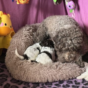 Tryffelhundens Kennel
