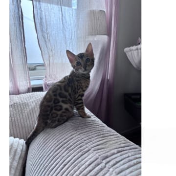 SE*Pawspots