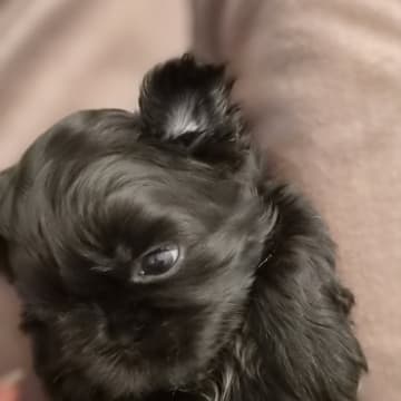 House of Shih-Tzu