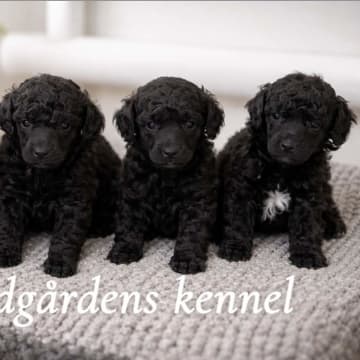 Vindgårdens kennel