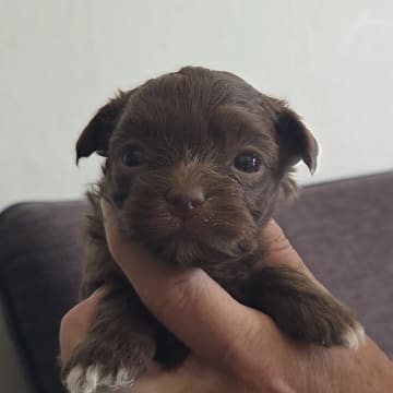 Berit Susan Engeset