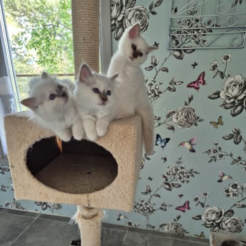 Seawiew cat's