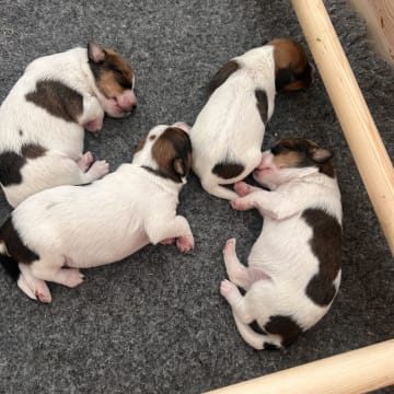 Onside’s kennel