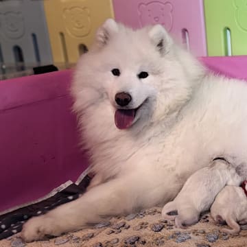 Arctic White Samoyed