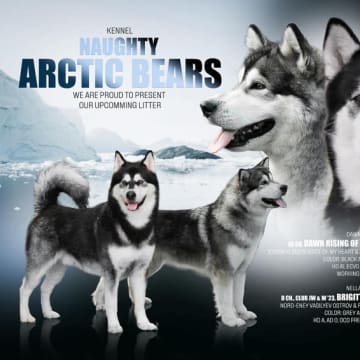 Naughty Arctic Bears