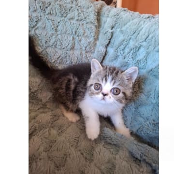 S*Yomano's