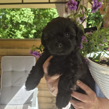 Shihpoo