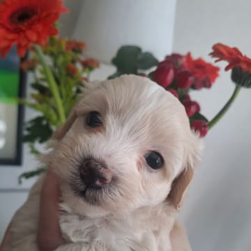 Maltipoo