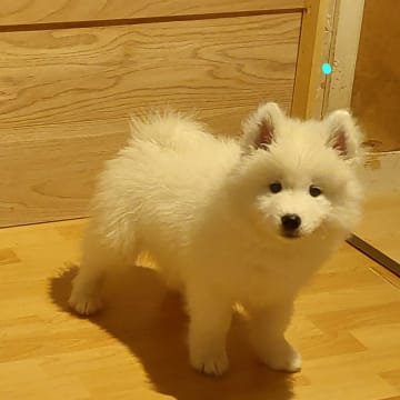 Polarbjörnen's kennel