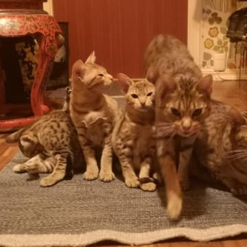 SE*Aspkatter