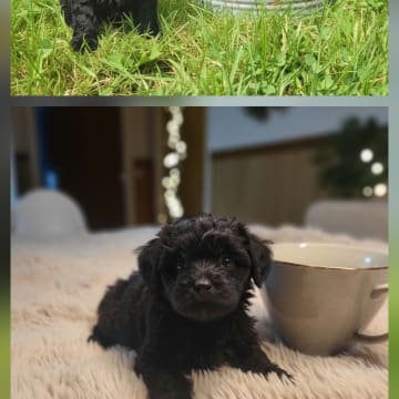 Snöflingans maltipoo