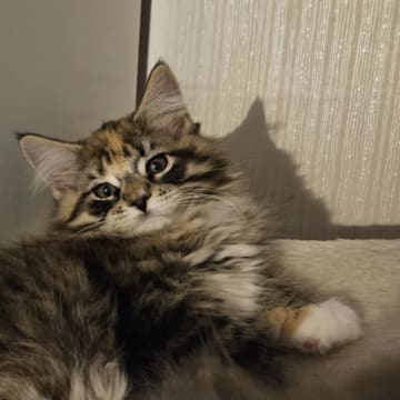 Biscaya BigPawz