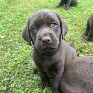 Värmdö kennel