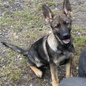 Kennel Sydgården och Noordhgårdens Kennel