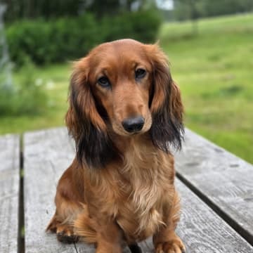 Fyrstjärnans