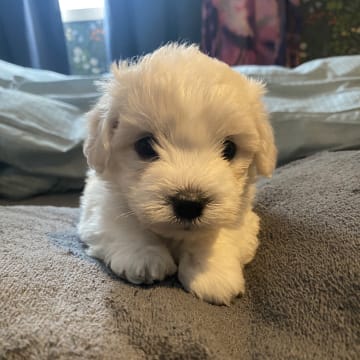 Kennel Showsilk