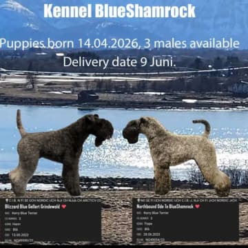 Blueshamrock