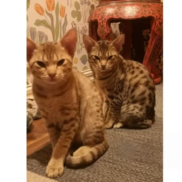 SE*Aspkatter