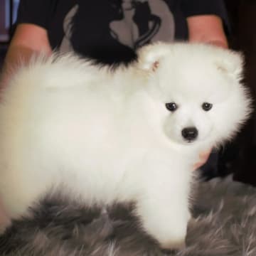 Nordic Happytails