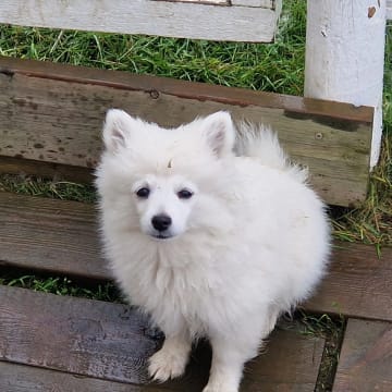 Sissel Helene Wassmo Holtaas