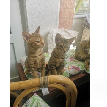 SE*Aspkatter