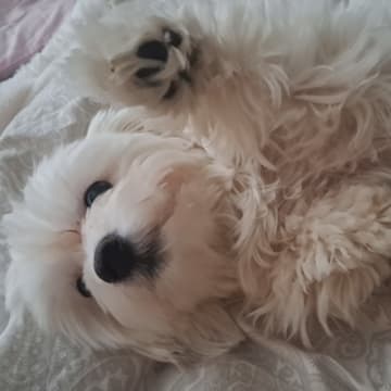 Maltipoo