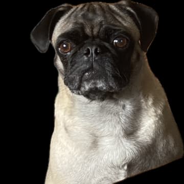 Luckypugs