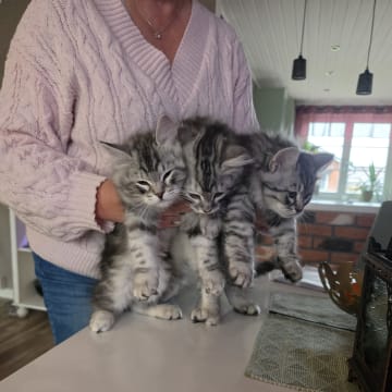 SE*Gislövs Sibiriska katter