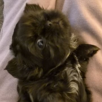 House of Shih-Tzu