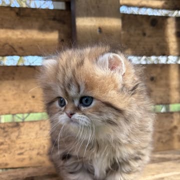 SE*Lilla Kattmakeriet