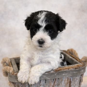 Vaktmästarboställets kennel