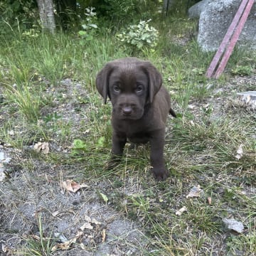 Värmdö kennel