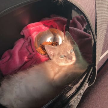 Kattunge till salu