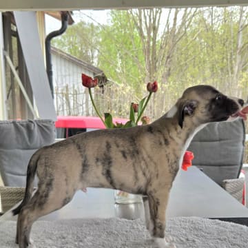 Alternova Whippet