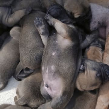 Boergarden boerboels
