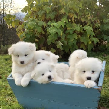 Arctic White Samoyed