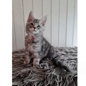 SE*Trollius New Moon