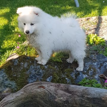 Nordic Happytails