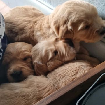 Sjöviksgårdens Golden Joy