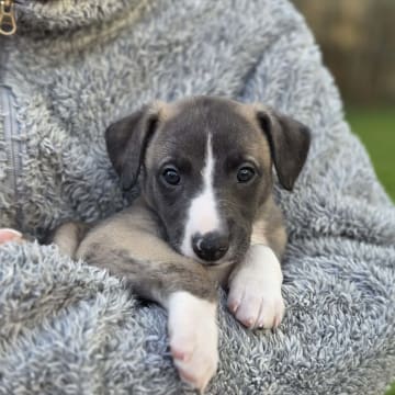 Alternova Whippet