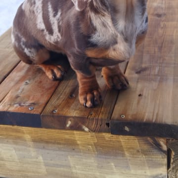 Hjortkvarns Cavapoo