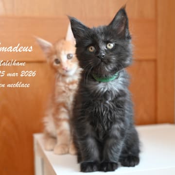 WH Jolly Tail’s