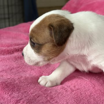 Most Wanted’s JackRussellTerrier.