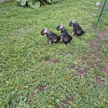 ELOFINS KENNEL