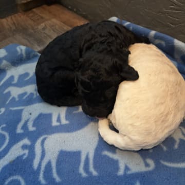 Lugnets kennel
