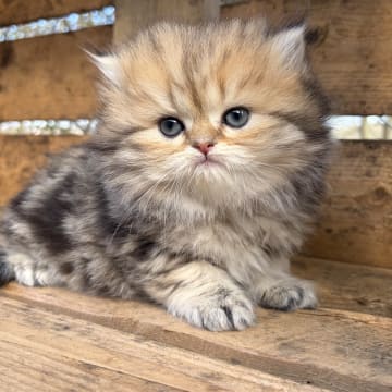 SE*Lilla Kattmakeriet